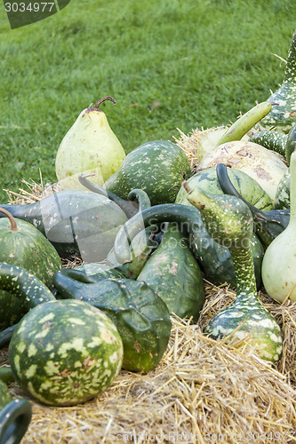 Image of Kalebassenkürbirs cucurbita pumpkin pumpkins from autumn harves