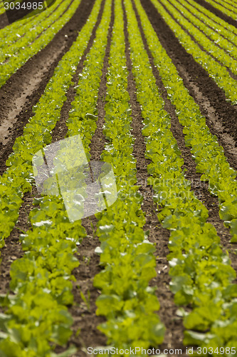 Image of green cabbage plant field outdoor in summer