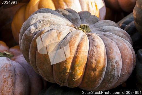 Image of Muscade de Provence cucurbita pumpkin pumpkins from autumn harve