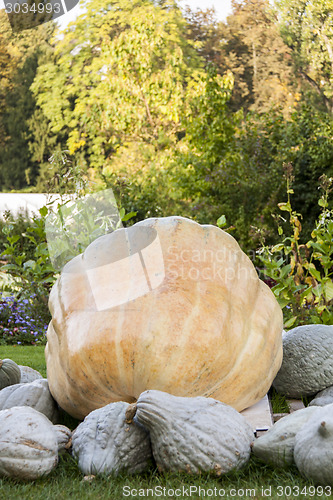 Image of Cucurbita Maxima Giant Pumpkin cucurbita pumpkin pumpkins from a