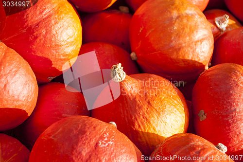 Image of red roter Hokkaido cucurbita pumpkin pumpkins from autumn harves