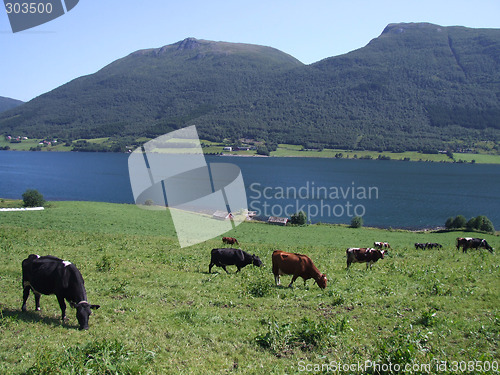 Image of Grazing cattle