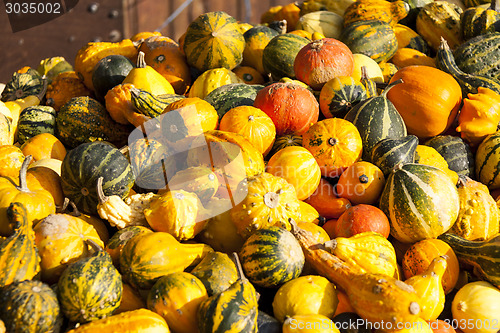 Image of decoration mini pumpkin cucurbita pumpkin pumpkins from autumn h