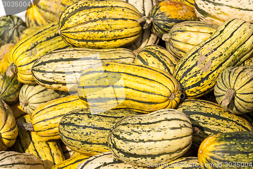 Image of Delicata sweet Potato cucurbita pumpkin pumpkins from autumn har