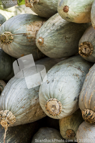 Image of Blue banana grey banana cucurbita pumpkin pumpkins from autumn h