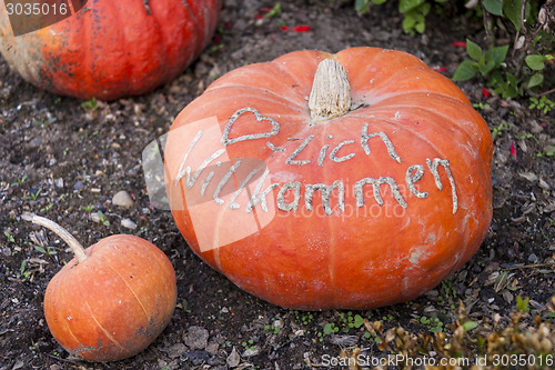 Image of Herzlich willkommen, cucurbita pumpkin pumpkins from autumn harv