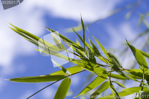 Image of Close Up of Green Plant Against Cloudy Blue Sky