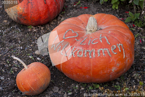 Image of Herzlich willkommen, cucurbita pumpkin pumpkins from autumn harv