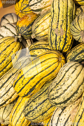 Image of Delicata sweet Potato cucurbita pumpkin pumpkins from autumn har