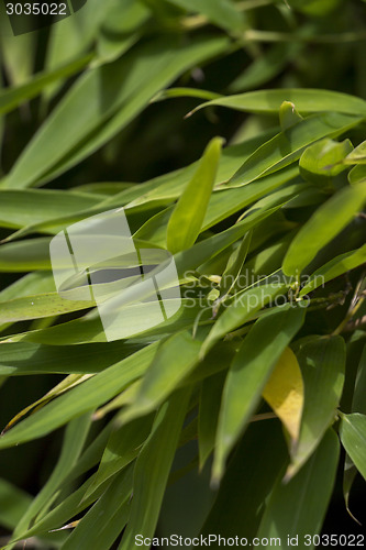 Image of Close Up of Green Plant Against Cloudy Blue Sky