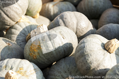 Image of Blue blauer Hokkaido cucurbita pumpkin pumpkins from autumn harv