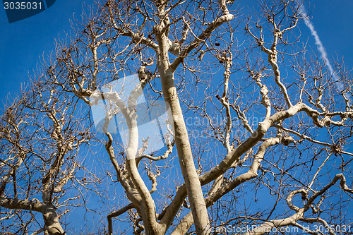 Image of Tracery of leafless branches against a blue sky