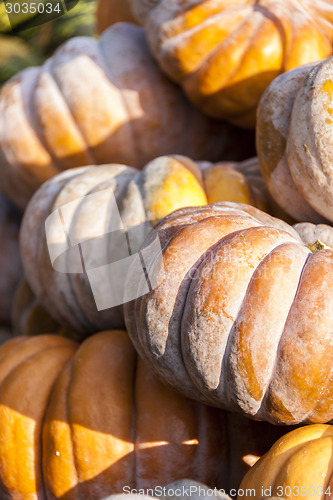Image of Muscade de Provence cucurbita pumpkin pumpkins from autumn harve