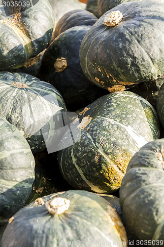 Image of Green Grüner Hokkaido cucurbita pumpkin pumpkins from autumn ha