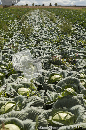 Image of green cabbage plant field outdoor in summer