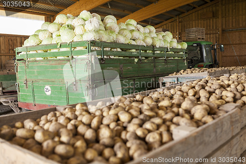 Image of Freshly harvested potatoes and cabbages