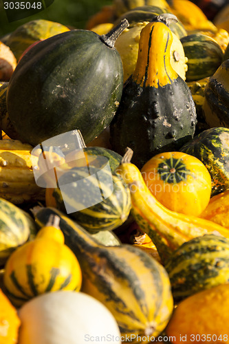 Image of decoration mini pumpkin cucurbita pumpkin pumpkins from autumn h