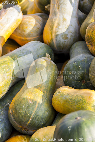 Image of Sonca cucurbita pumpkin pumpkins from autumn harvest