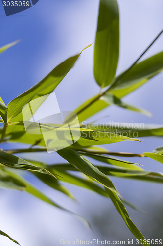 Image of Close Up of Green Plant Against Cloudy Blue Sky