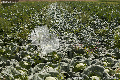 Image of green cabbage plant field outdoor in summer