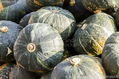 Image of Green Grüner Hokkaido cucurbita pumpkin pumpkins from autumn ha