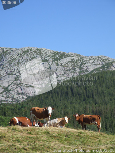 Image of Grazing cows in mountains