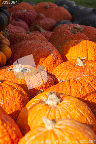 Image of Halloween big Halloween cucurbita pumpkin pumpkins from autumn h