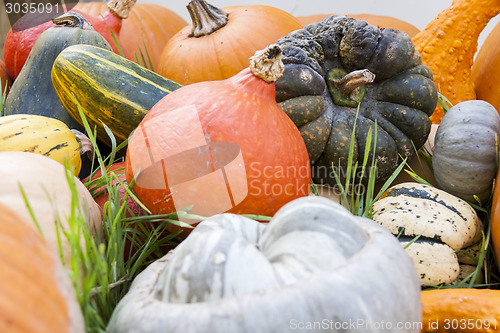 Image of Different maxima and pepo cucurbita pumpkin pumpkins from autumn