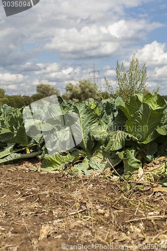 Image of green cabbage plant field outdoor in summer