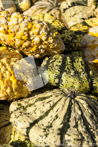 Image of Warted Patission cucurbita pumpkin pumpkins from autumn harvest