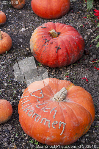 Image of Herzlich willkommen, cucurbita pumpkin pumpkins from autumn harv