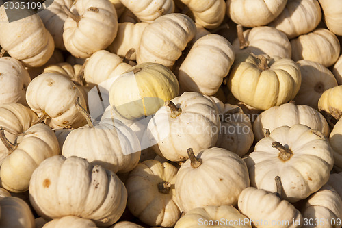 Image of Baby Boo White Mandarin cucurbita pumpkin pumpkins from autumn h