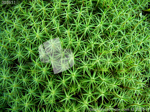 Image of Moss background