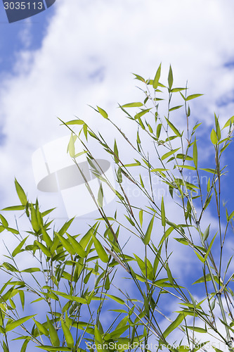 Image of Close Up of Green Plant Against Cloudy Blue Sky