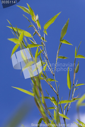 Image of Close Up of Green Plant Against Cloudy Blue Sky