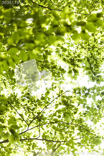 Image of Sun shining through the green leaves on a tree