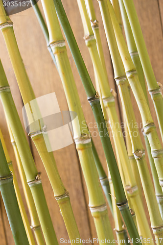 Image of Close Up of Green Plant Against Cloudy Blue Sky