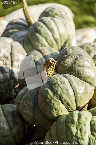 Image of Triamble Tristar cucurbita pumpkin pumpkins from autumn harvest