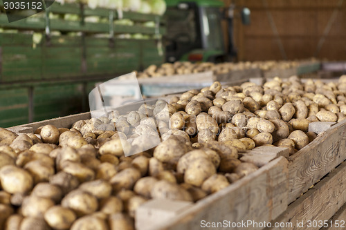 Image of Freshly harvested potatoes and cabbages