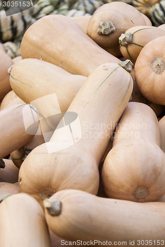 Image of Butternut Butternuss cucurbita pumpkin pumpkins from autumn harv