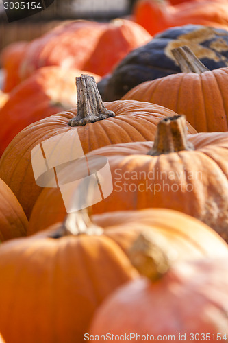 Image of Different maxima and pepo cucurbita pumpkin pumpkins from autumn