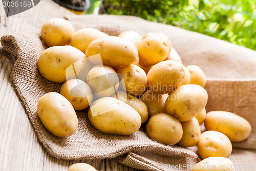 Image of Farm fresh  potatoes on a hessian sack