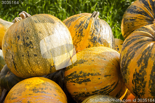 Image of Oil Lady Godiva cucurbita pumpkin pumpkins from autumn harvest 