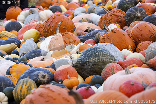 Image of Different maxima and pepo cucurbita pumpkin pumpkins from autumn