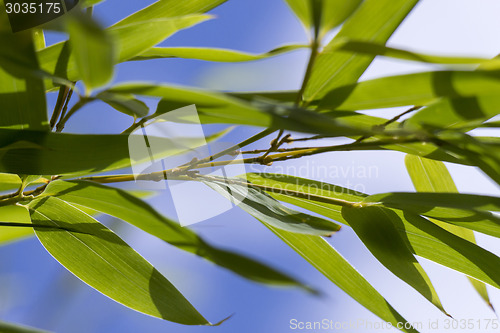 Image of Close Up of Green Plant Against Cloudy Blue Sky