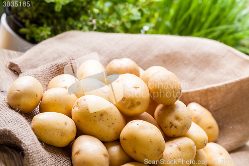 Image of Farm fresh  potatoes on a hessian sack