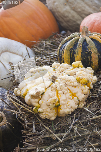 Image of Different maxima and pepo cucurbita pumpkin pumpkins from autumn