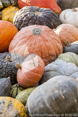 Image of Different maxima and pepo cucurbita pumpkin pumpkins from autumn