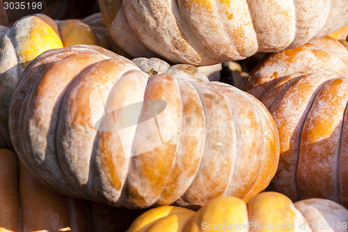 Image of Muscade de Provence cucurbita pumpkin pumpkins from autumn harve