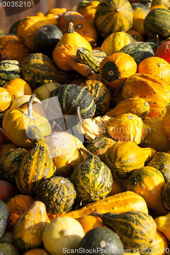 Image of decoration mini pumpkin cucurbita pumpkin pumpkins from autumn h